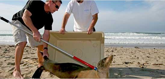 honden vangstok hondenvangstok dieren stok vangen vang gevaarlijke veilig safe catchpole catch pole diervriendelijk
